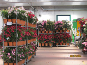 Azienda